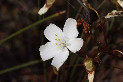 Drosera macrantha, photographed by T. Hammer