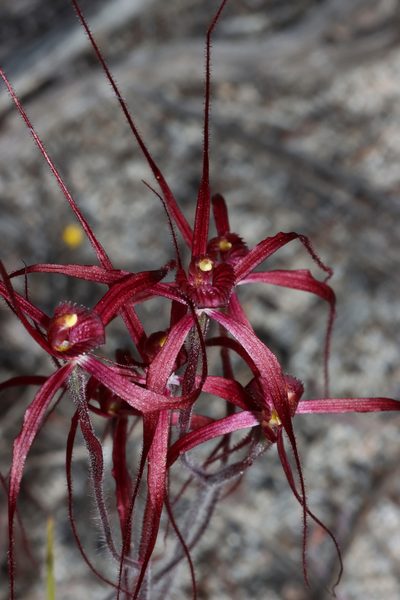 Caladenia filifera, photographed by T. Hammer
