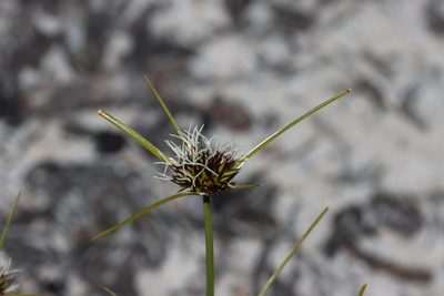 Chaetospora curvifolia, photographed by T. Hammer