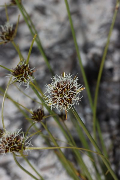 Chaetospora curvifolia, photographed by T. Hammer