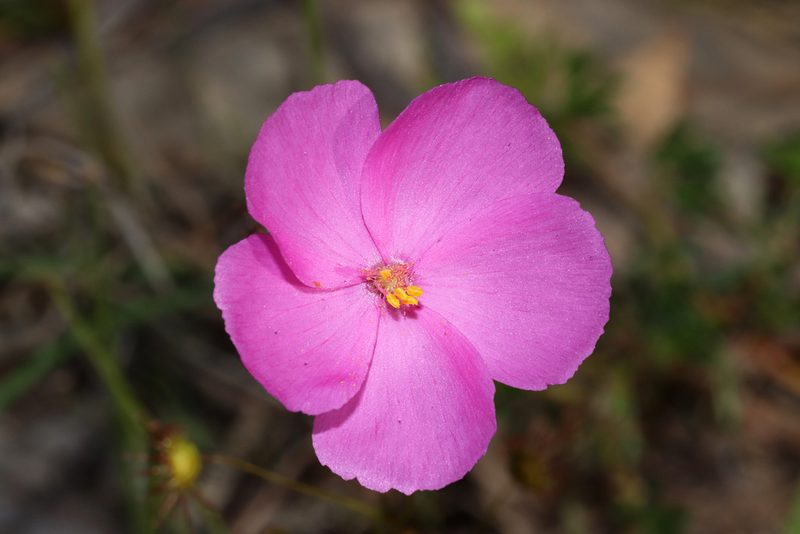 Drosera menziesii, photographed by T. Hammer