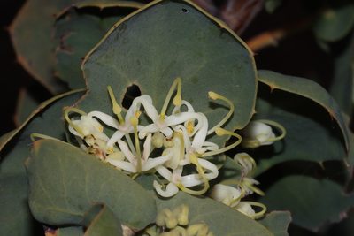 Hakea prostrata, photographed by T. Hammer