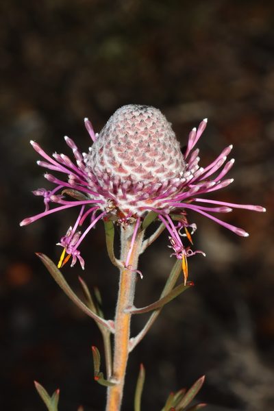 Isopogon crithmifolius, photographed by T. Hammer