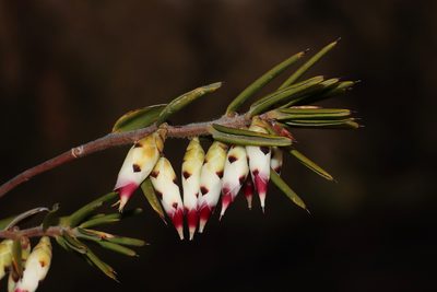 Conostephium pendulum, photographed by T. Hammer