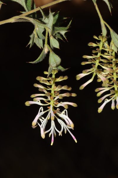 Grevillea tenuiflora, photographed by T. Hammer