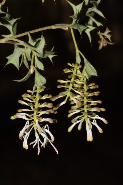 Grevillea tenuiflora, photographed by T. Hammer