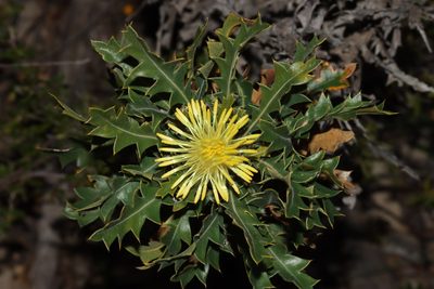 Banksia armata, photographed by T. Hammer