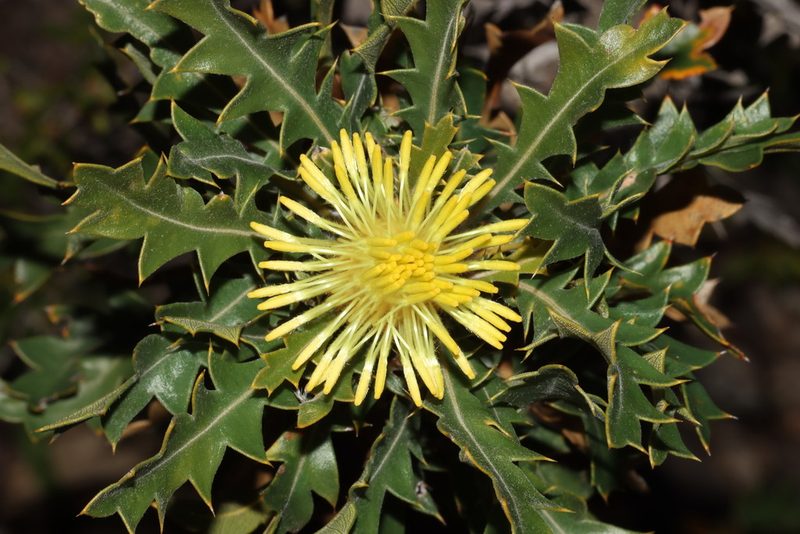 Banksia armata, photographed by T. Hammer