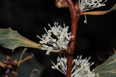 Hakea undulata, photographed by T. Hammer