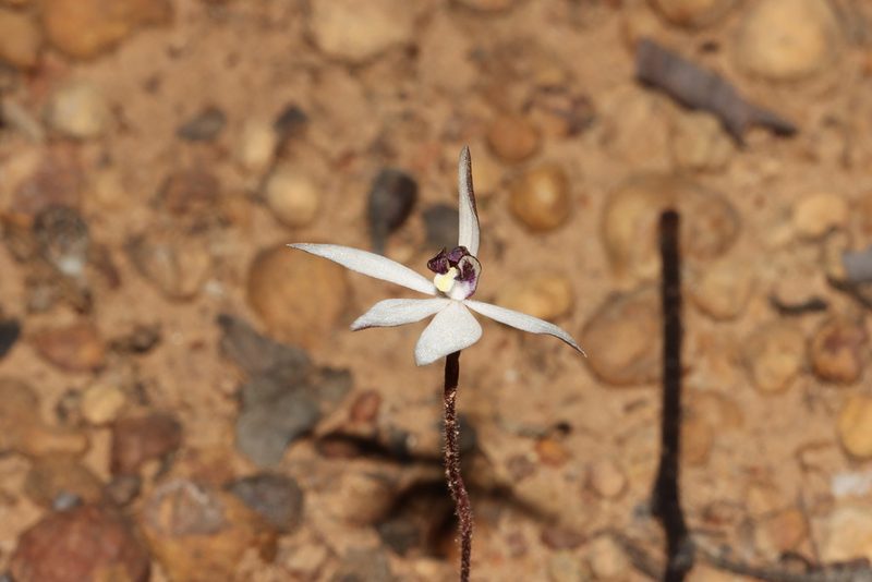Caladenia saccharata, photographed by T. Hammer