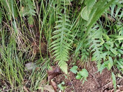 Phegopteris decursive-pinnata, photographed by harum.koh