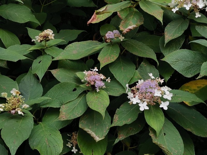 Hydrangea involucrata, photographed by harum.koh