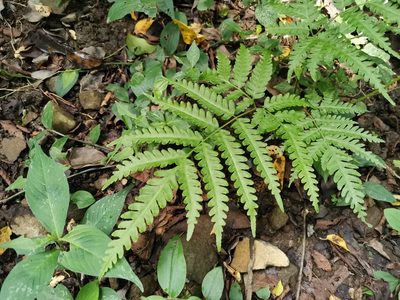 Pteris wallichiana, photographed by harum.koh