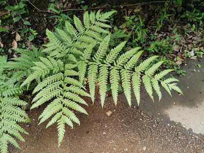 Pteris wallichiana, photographed by harum.koh