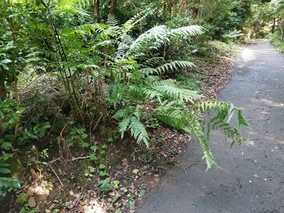 Pteris wallichiana, photographed by harum.koh