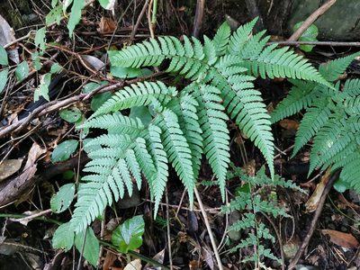 Tectaria stearnsii, photographed by harum.koh