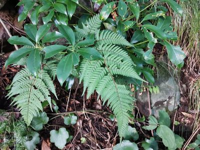 Tectaria stearnsii, photographed by harum.koh