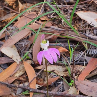 Caladenia catenata, photographed by Claudia Schipp