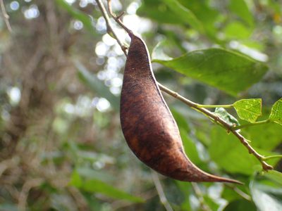 Bracteolaria racemosa, photographed by Mahomed Desai