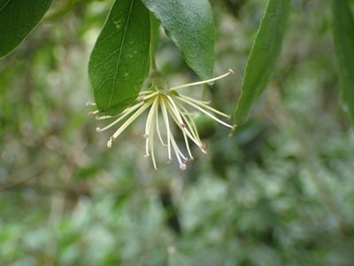 Maerua racemulosa, photographed by Mahomed Desai