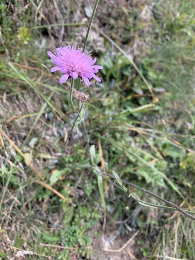 Knautia transalpina, photographed by pavlaki1968