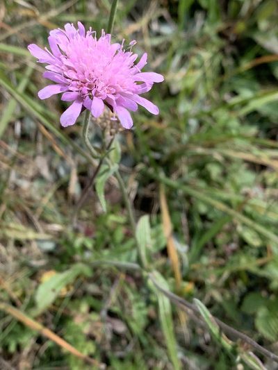 Knautia transalpina, photographed by pavlaki1968