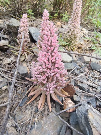 Orostachys fimbriata, photographed by zhangshen