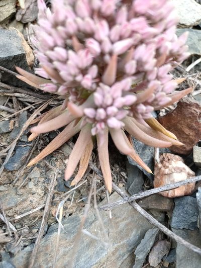 Orostachys fimbriata, photographed by zhangshen