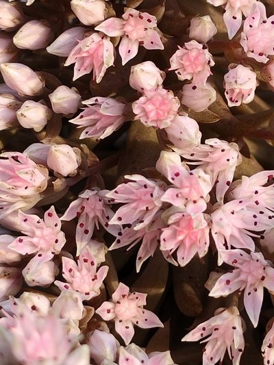 Orostachys fimbriata, photographed by zhangshen