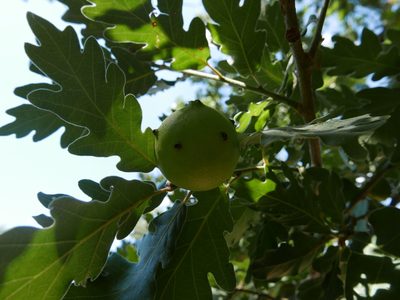 Quercus pyrenaica, photographed by Cristina Villaverde