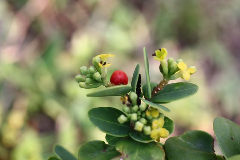 Wikstroemia retusa, photographed by Heng Chian Li