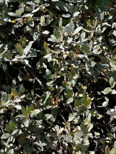 Salix helvetica, photographed by E. A.
