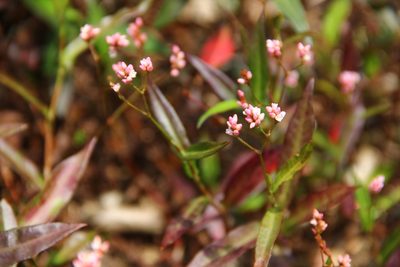 Persicaria dichotoma, photographed by Heng Chian Li