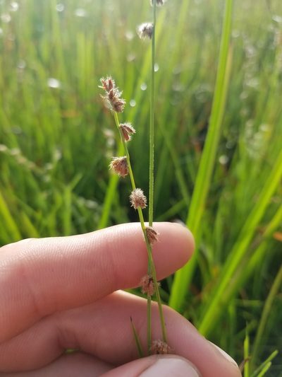 Scleria distans, photographed by Scott Ward