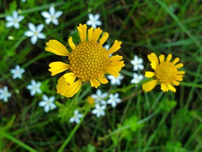 Balduina uniflora, photographed by Laura Gaudette