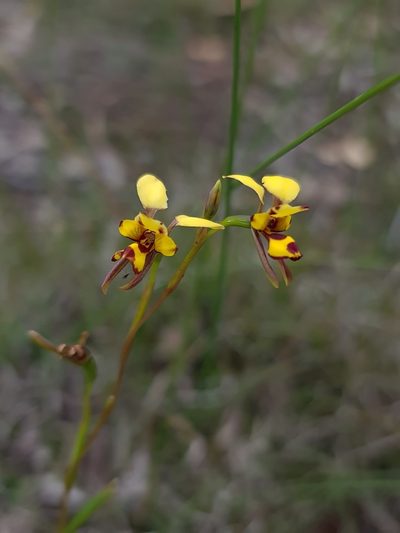 Diuris laxiflora, photographed by Cal Wood