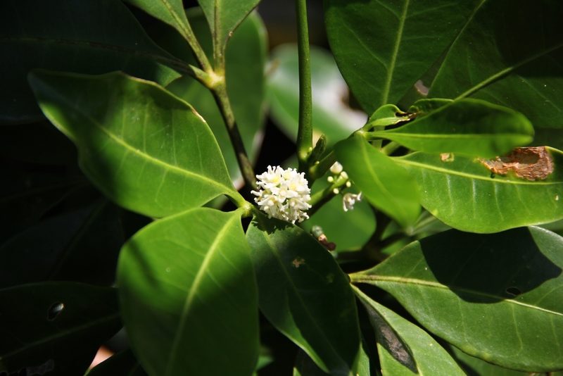 Melicope triphylla, photographed by Heng Chian Li