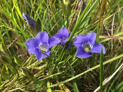 Gentianopsis virgata, photographed by Kathleen Houlahan Chayer