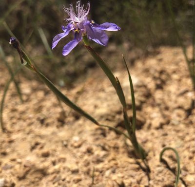 Moraea lugubris, photographed by Cecile Roux