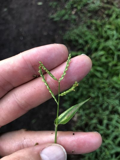 Urochloa reptans, photographed by Dan Johnson