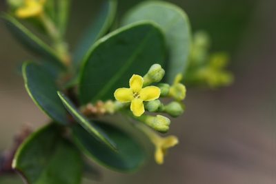 Wikstroemia retusa, photographed by Heng Chian Li