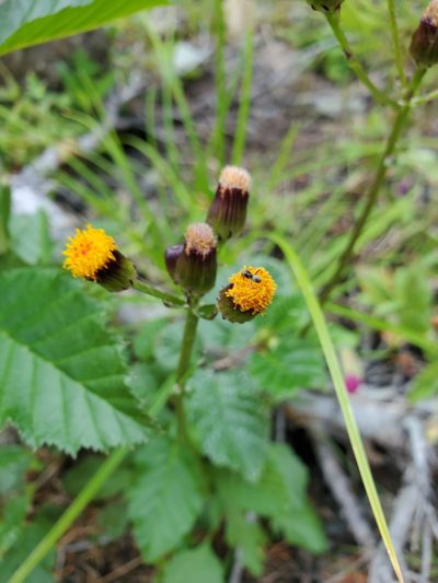 Packera pauciflora, photographed by Shane Johnson