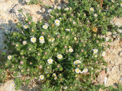 Symphyotrichum frondosum, photographed by Jim Dreier
