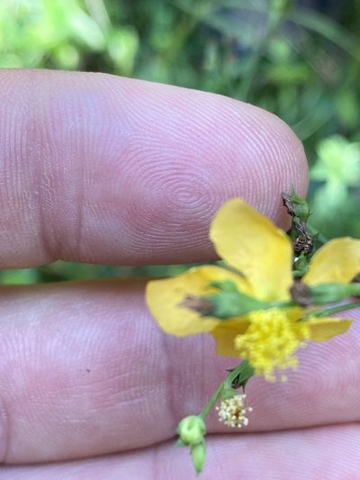 Hypericum radfordiorum, photographed by Carol Ann McCormick