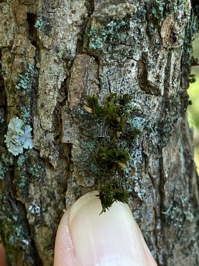 Lewinskya keeverae, photographed by Carol Ann McCormick