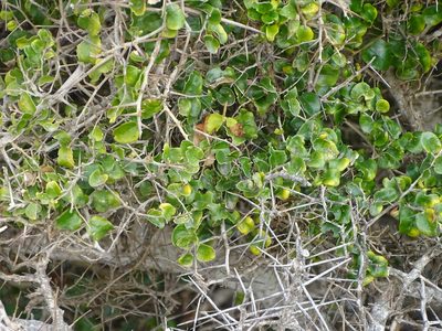 Dovyalis rhamnoides, photographed by Shaun Swanepoel