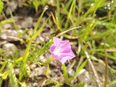 Ipomoea capillacea, photographed by IA braham