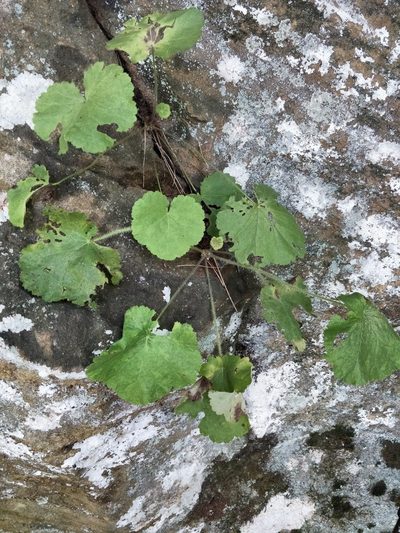 Heuchera parviflora, photographed by Adam Wilson