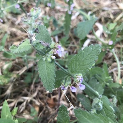 Teucrium scordium, photographed by Dag Endresen