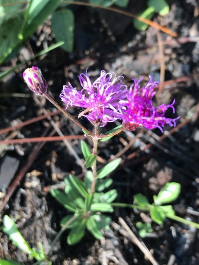Vernonia blodgettii, photographed by gcschmidt911